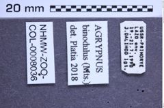 Etiketten zu Agrypnus binodulus (Motschulsky, 1861) (NHMW-ZOO-COL-0008036)